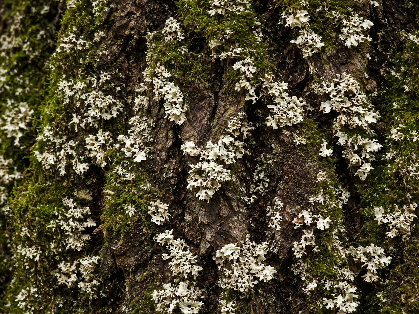 Close-up of mossy Scottish oak bark