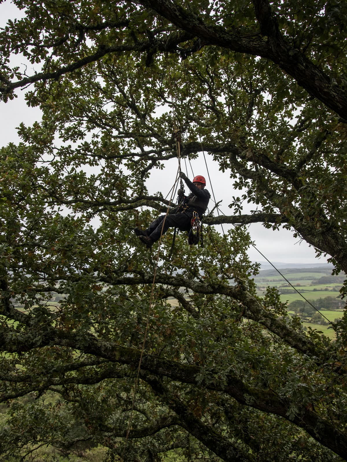 Arborist high in a mature oak with climbing ropes
