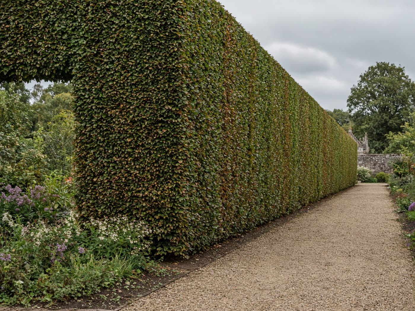 Precisely cut beech hedge beside a gravel path