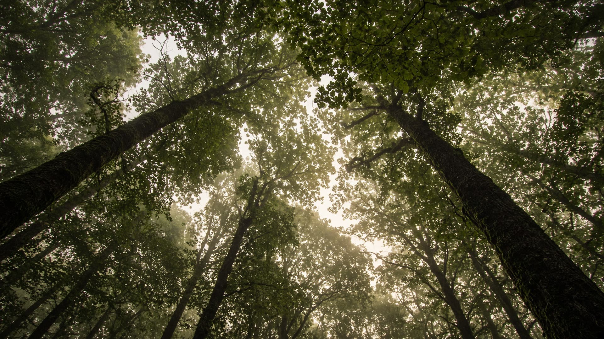 Looking up through a canopy of mature Ayrshire woodland
