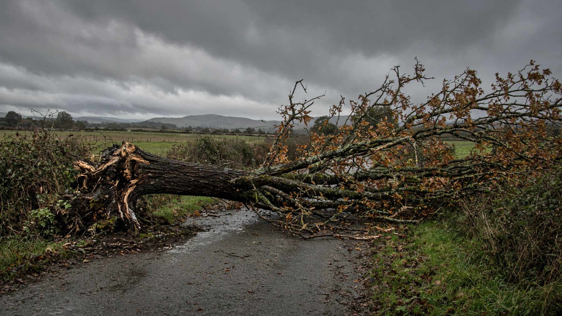 Fallen tree across a rural Ayrshire lane after a storm